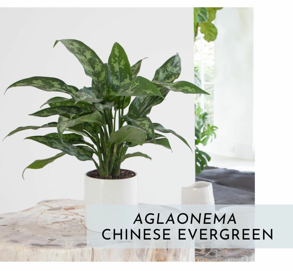 Chinese Evergreen Indoor Plant Beyond Interior Design