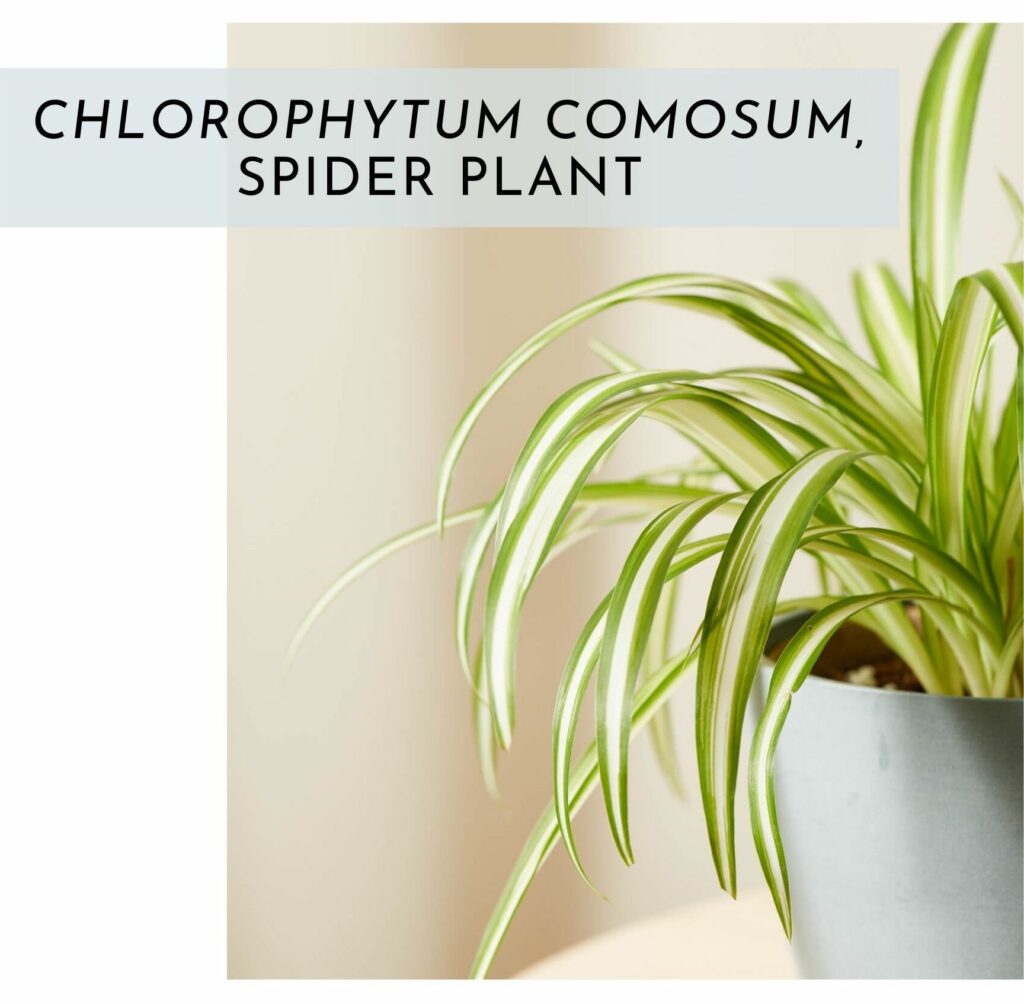 Beyond Interior Design Spider Plant Indoor Plants For Air Quality